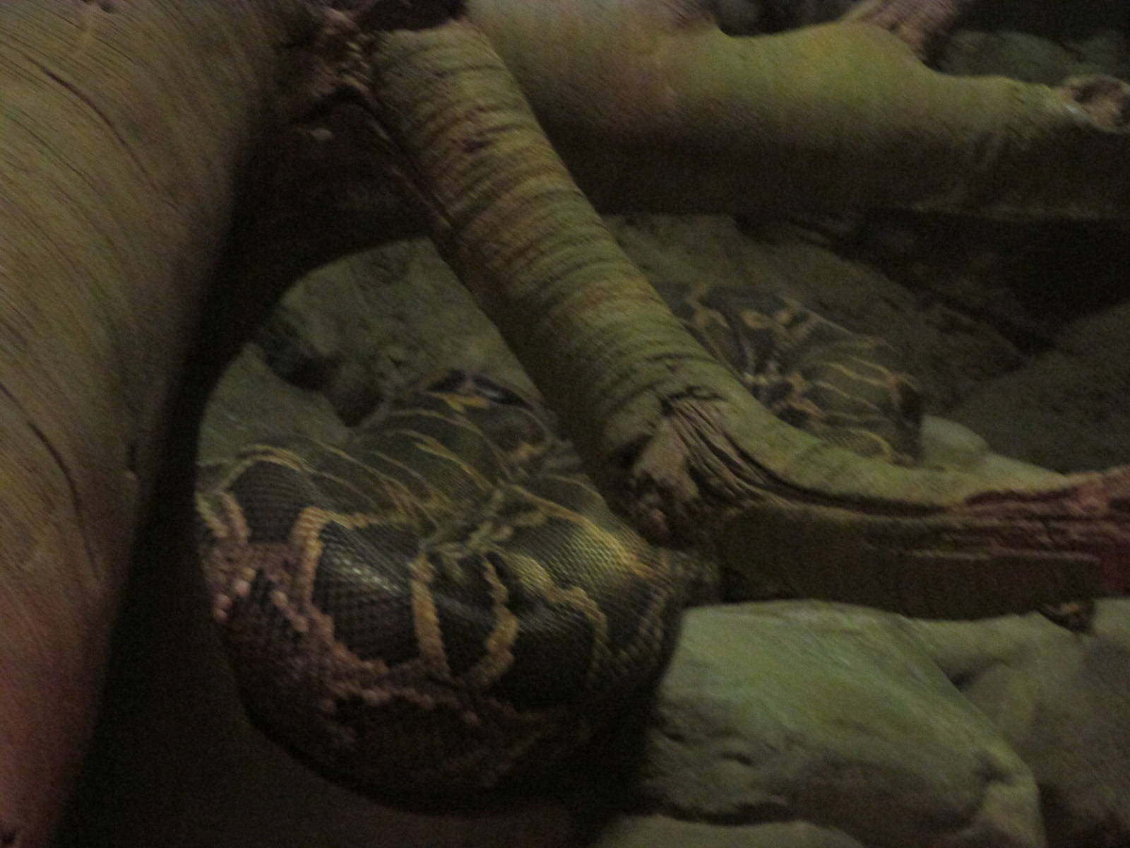 Tropics Trail Python