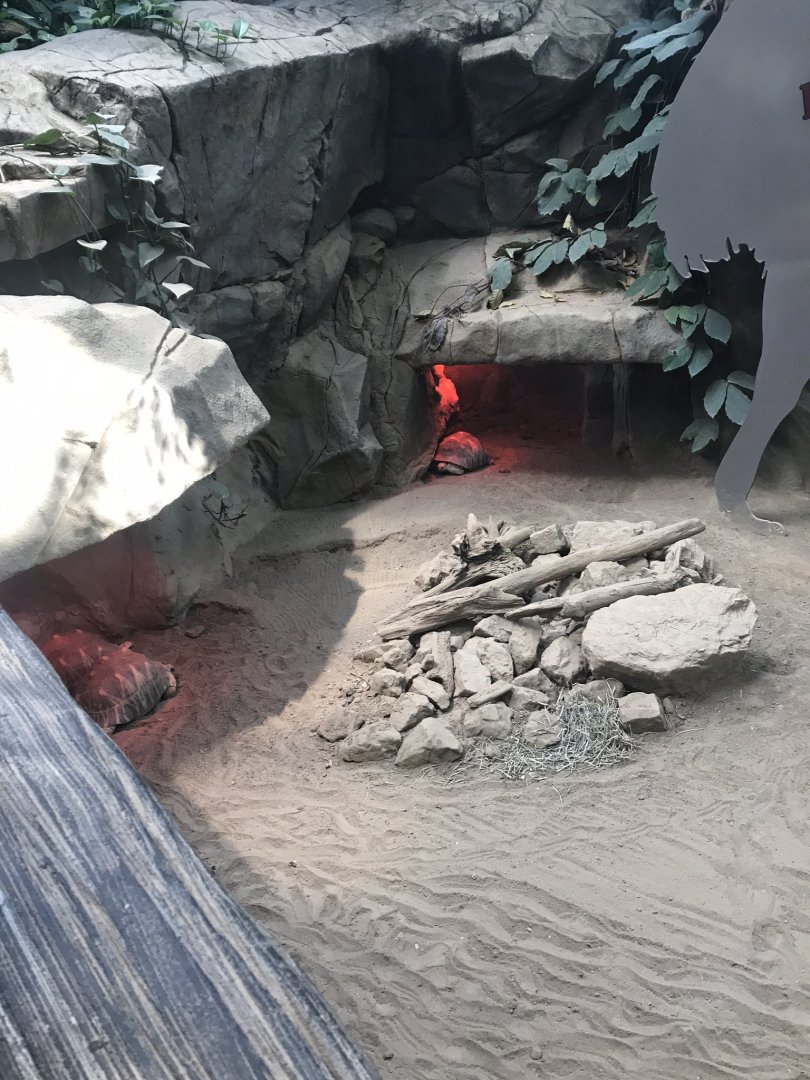 tropics trail radiated tortoise exhibit