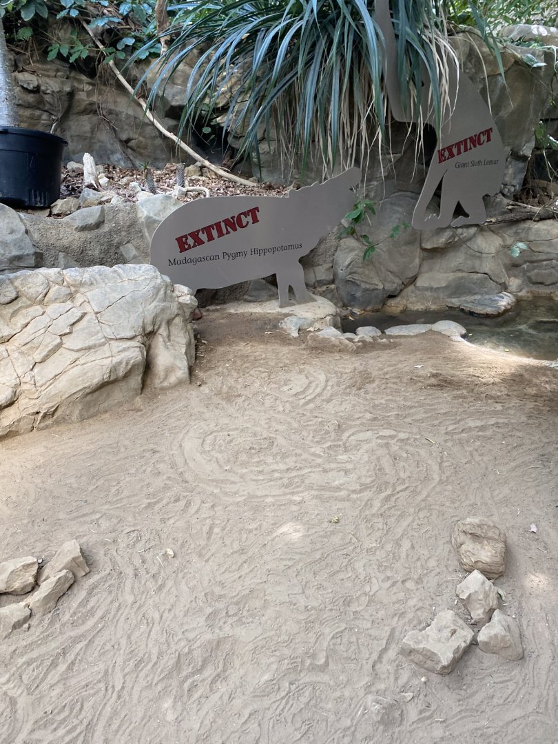 Tropics trail- radiated tortoise exhibit