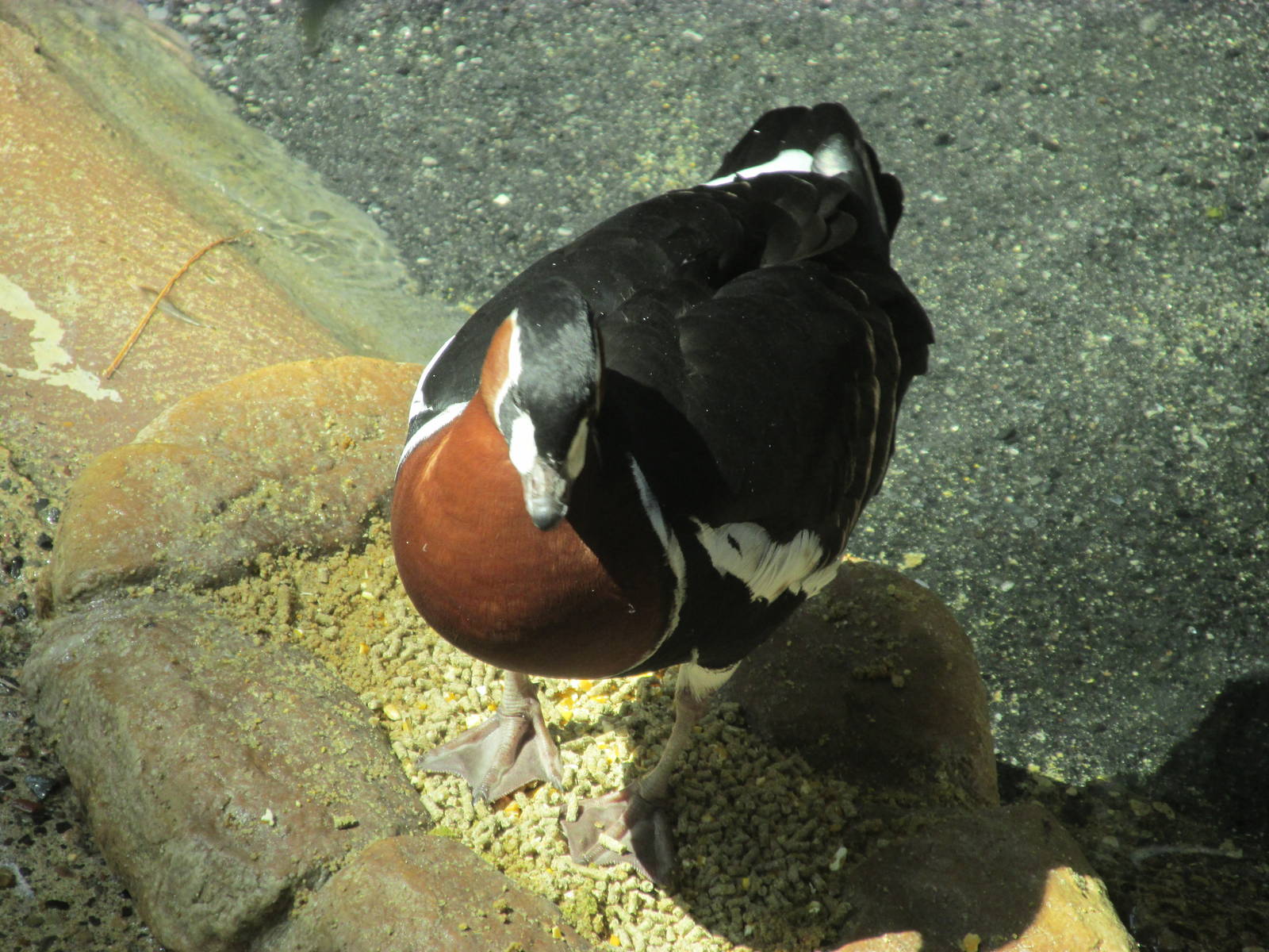Tropics Trail Red-breasted Goose