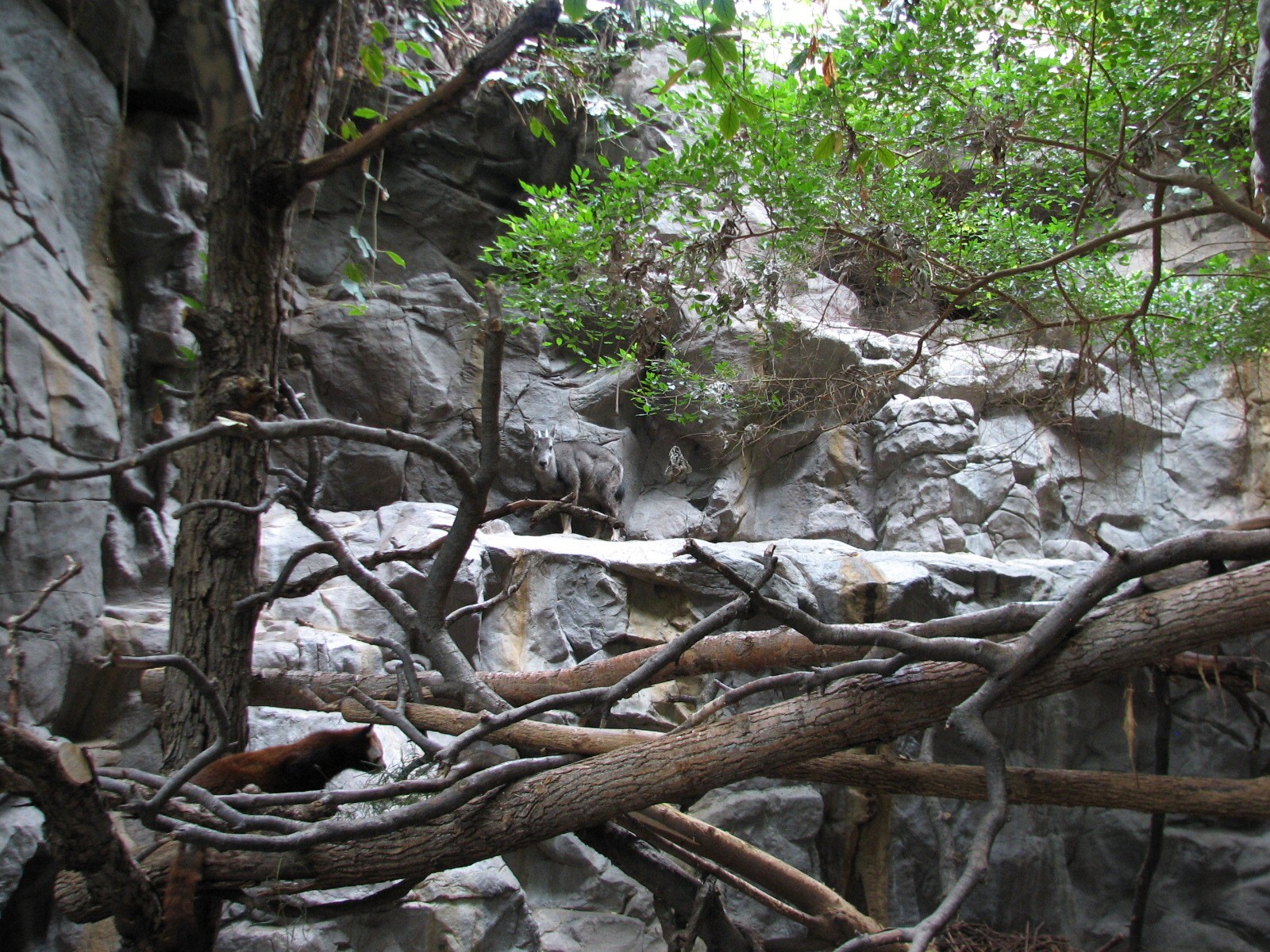 Tropics Trail - Red Panda and Long-tailed Goral Exhibit