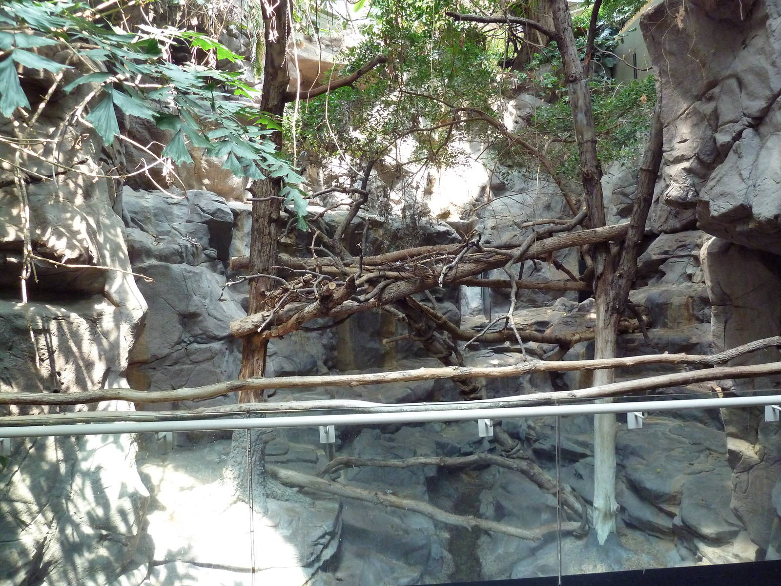 Tropics Trail - Red Panda Exhibit