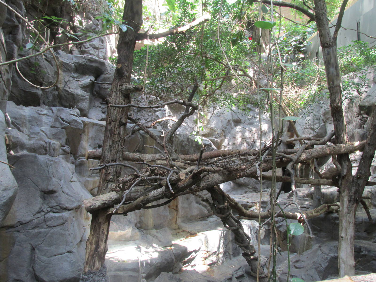 Tropics Trail Red Panda/Goral Exhibit