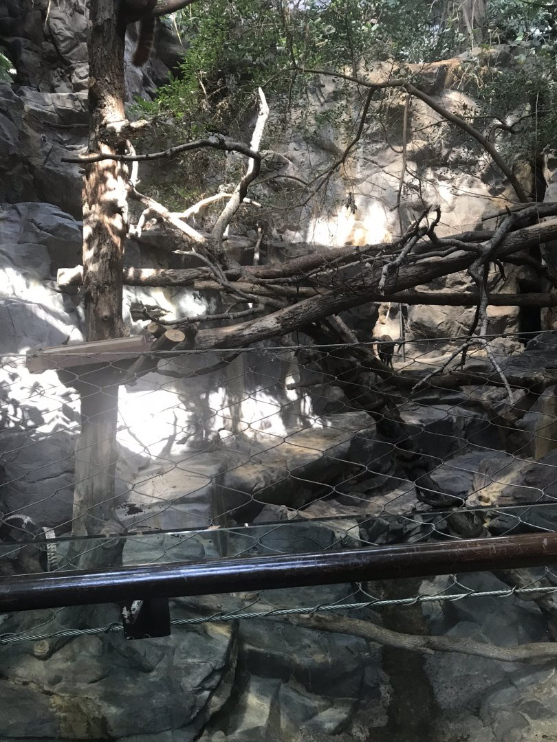 Tropics trail red panda & transcaspian urial exhibit