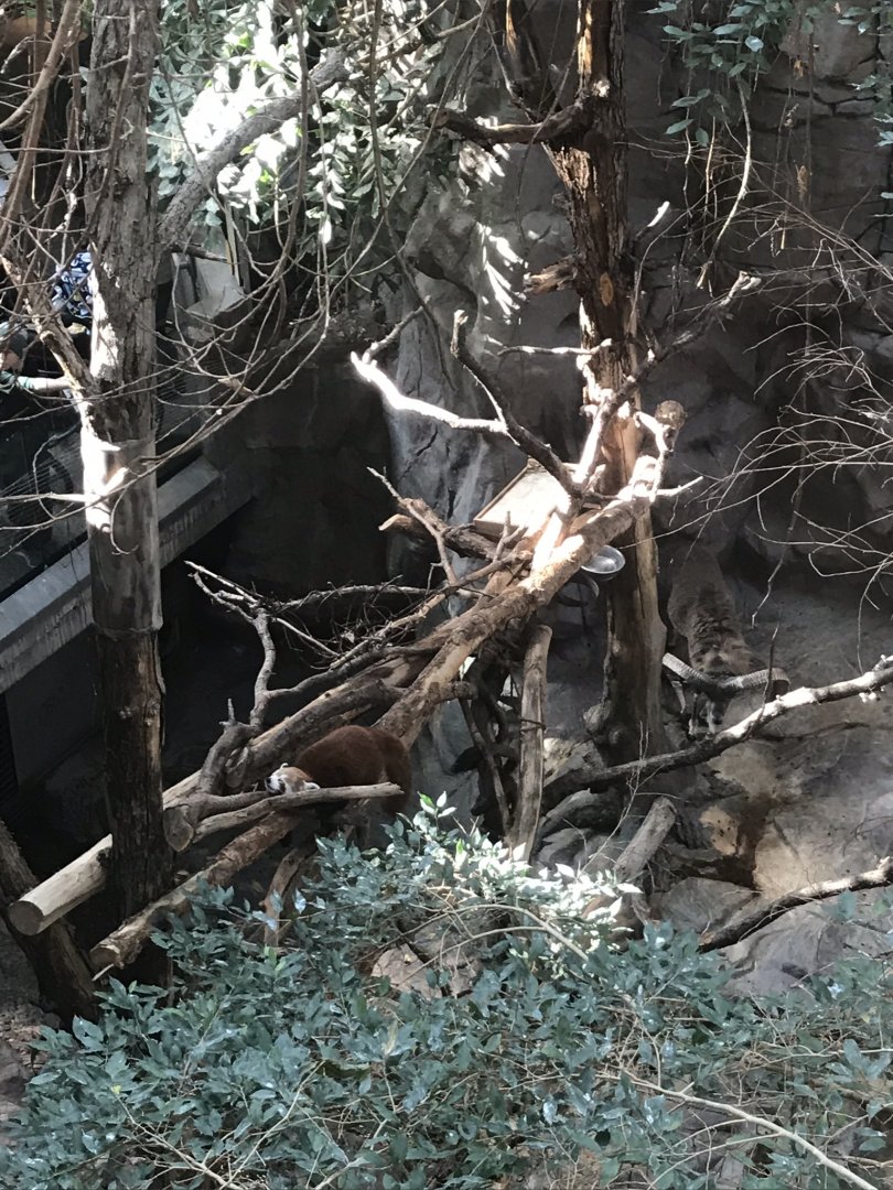 Tropics trail red panda & transcaspian urial exhibit