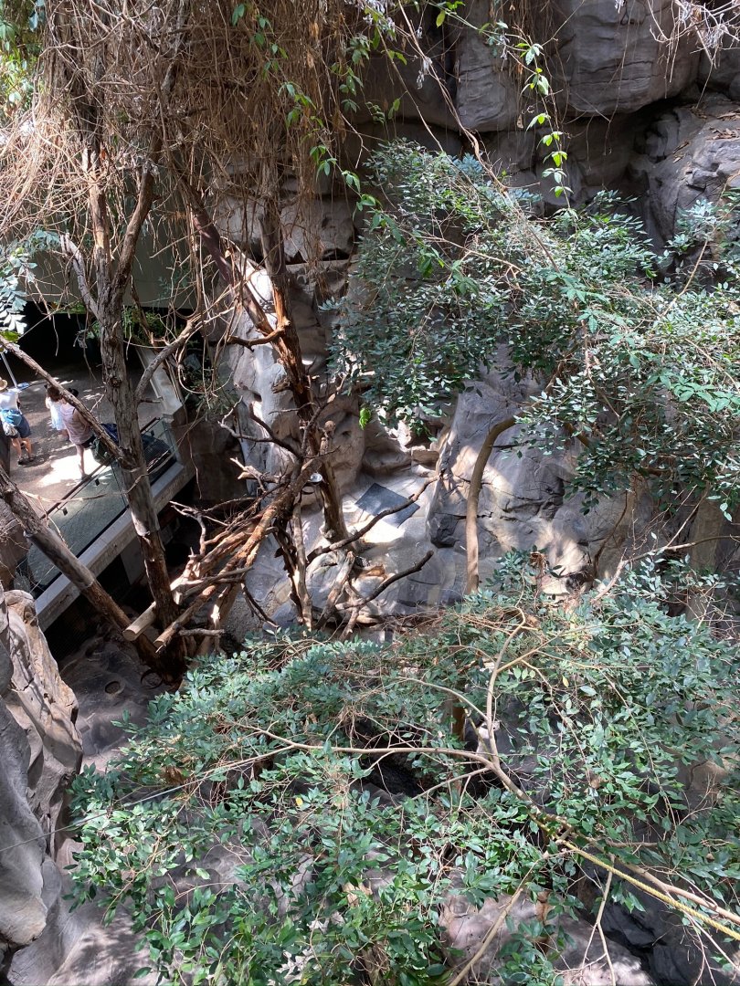 Tropics trail- red panda & transcaspian urial exhibit