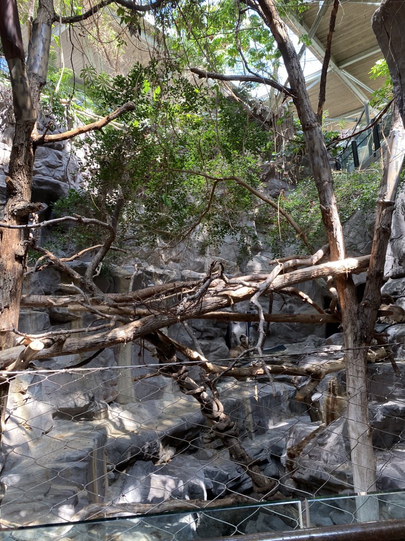 Tropics trail- red panda & transcaspian urial exhibit