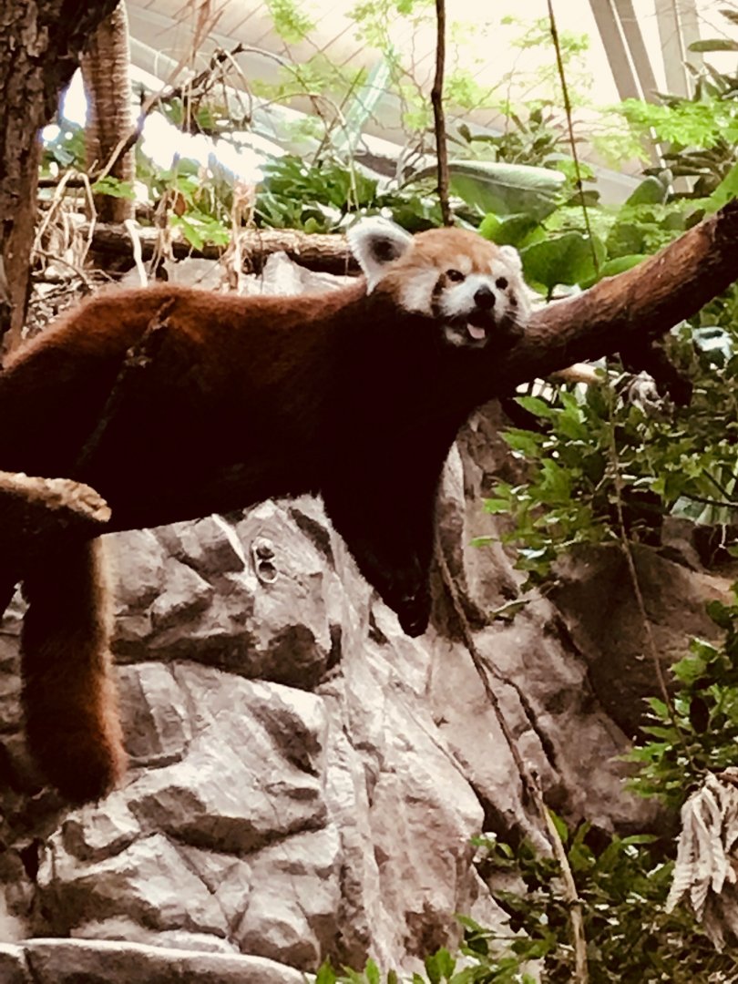 Tropics trail red panda