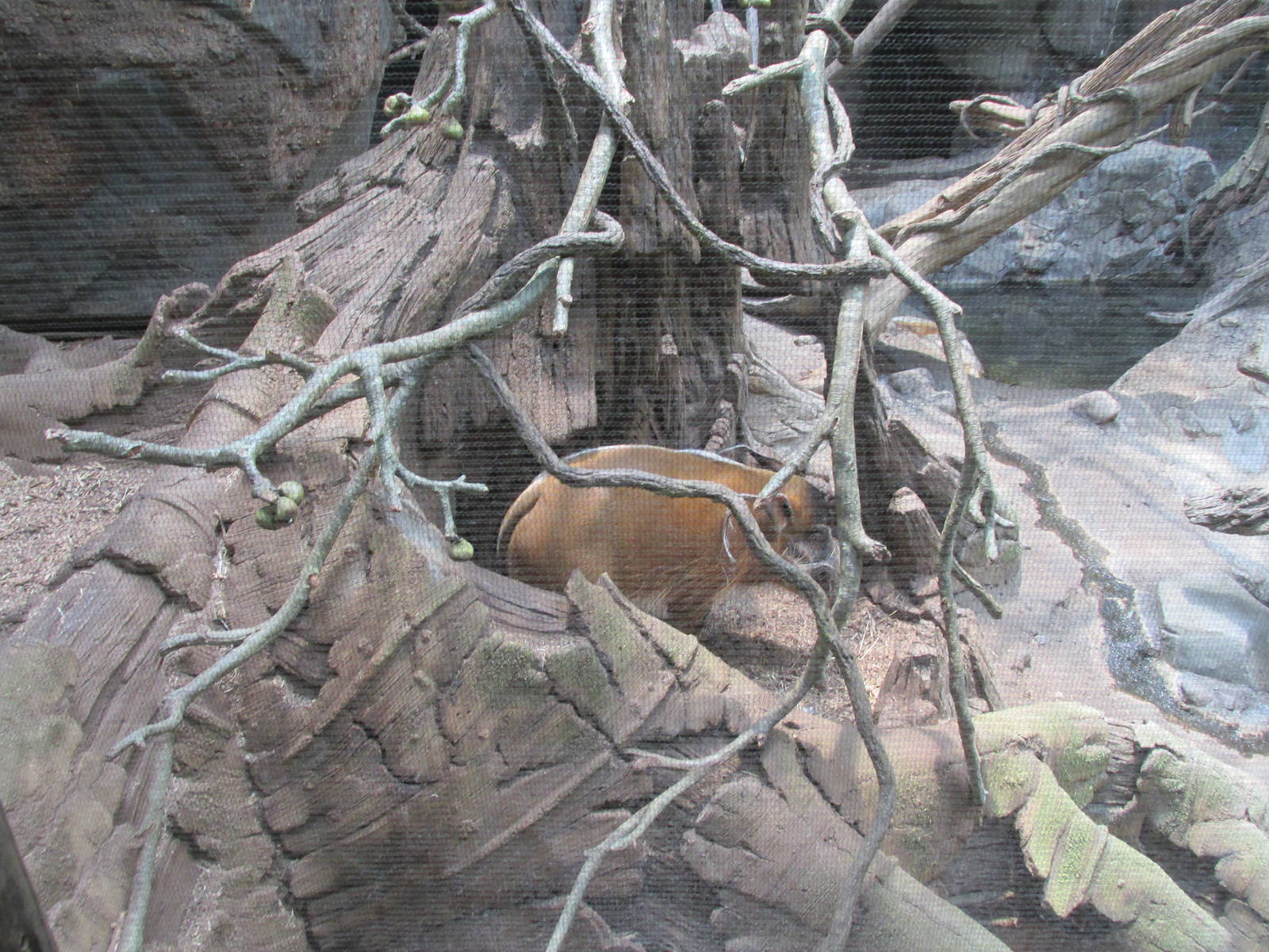 Tropics Trail Red River Hog