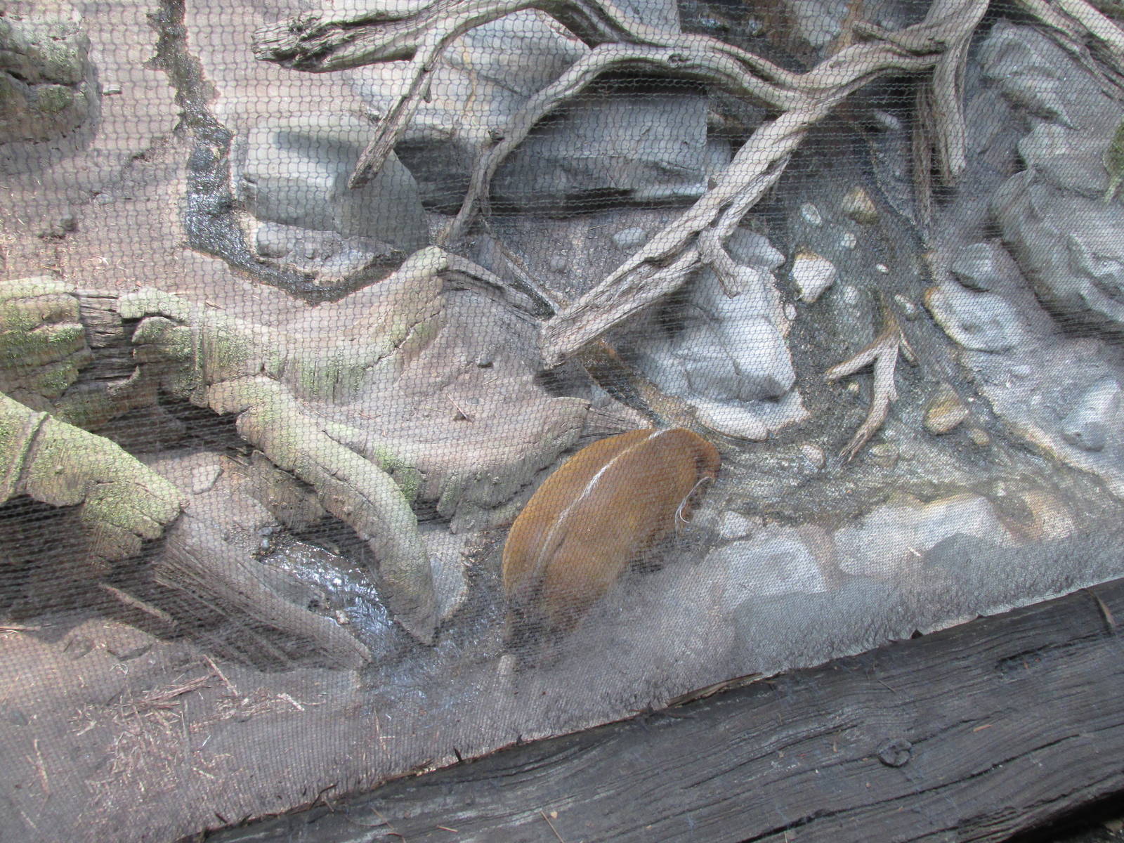 Tropics Trail Red River Hog