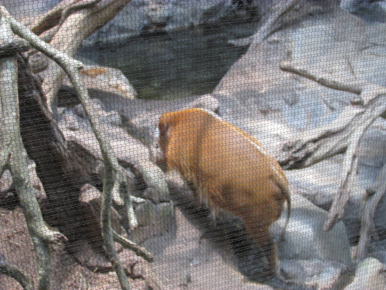 Tropics Trail Red River Hog