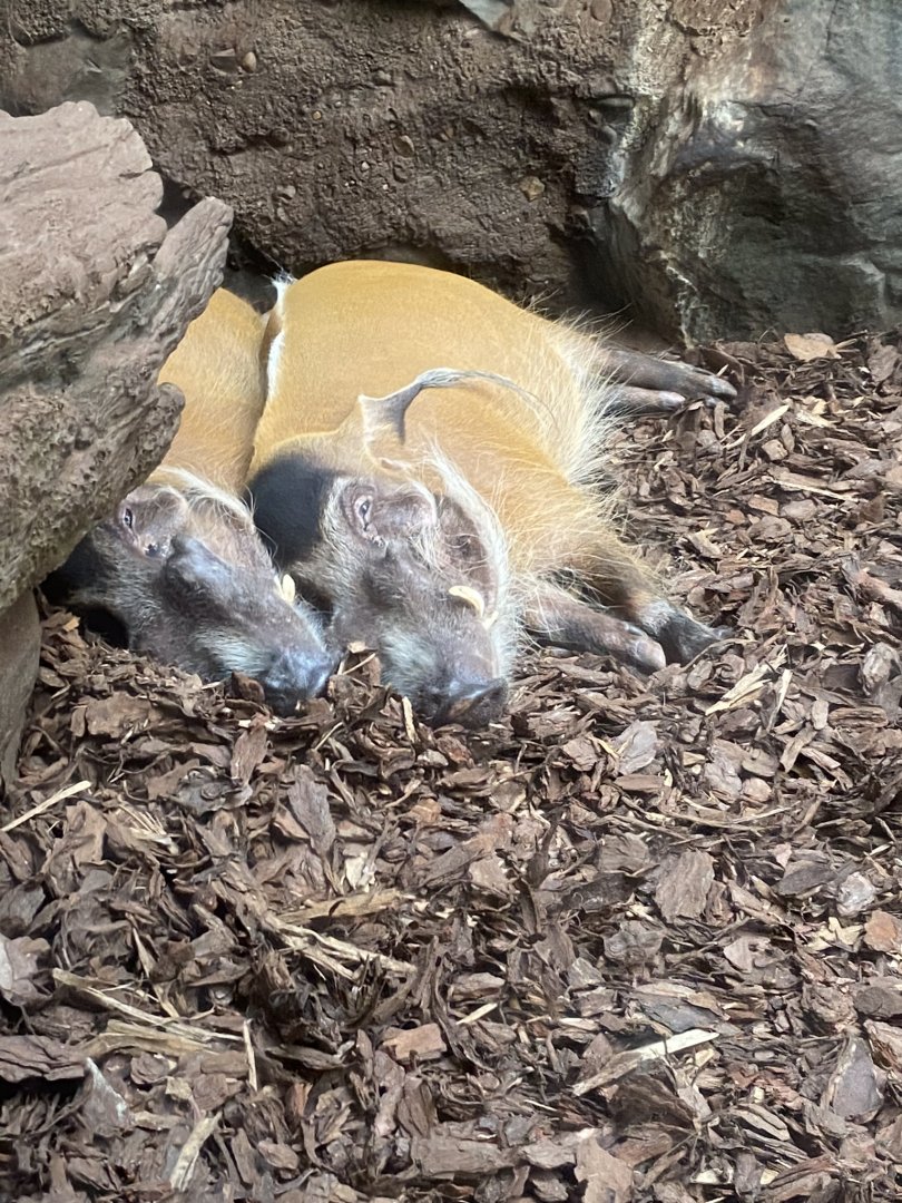 Tropics trail- red river hogs