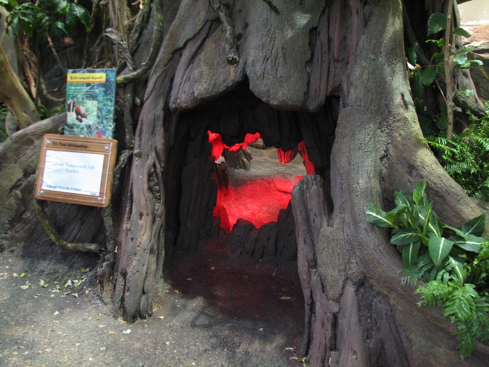 Tropics Trail - Red-rumped Agouti, Linnes Two-toed Sloth, Golden Lion Tamar