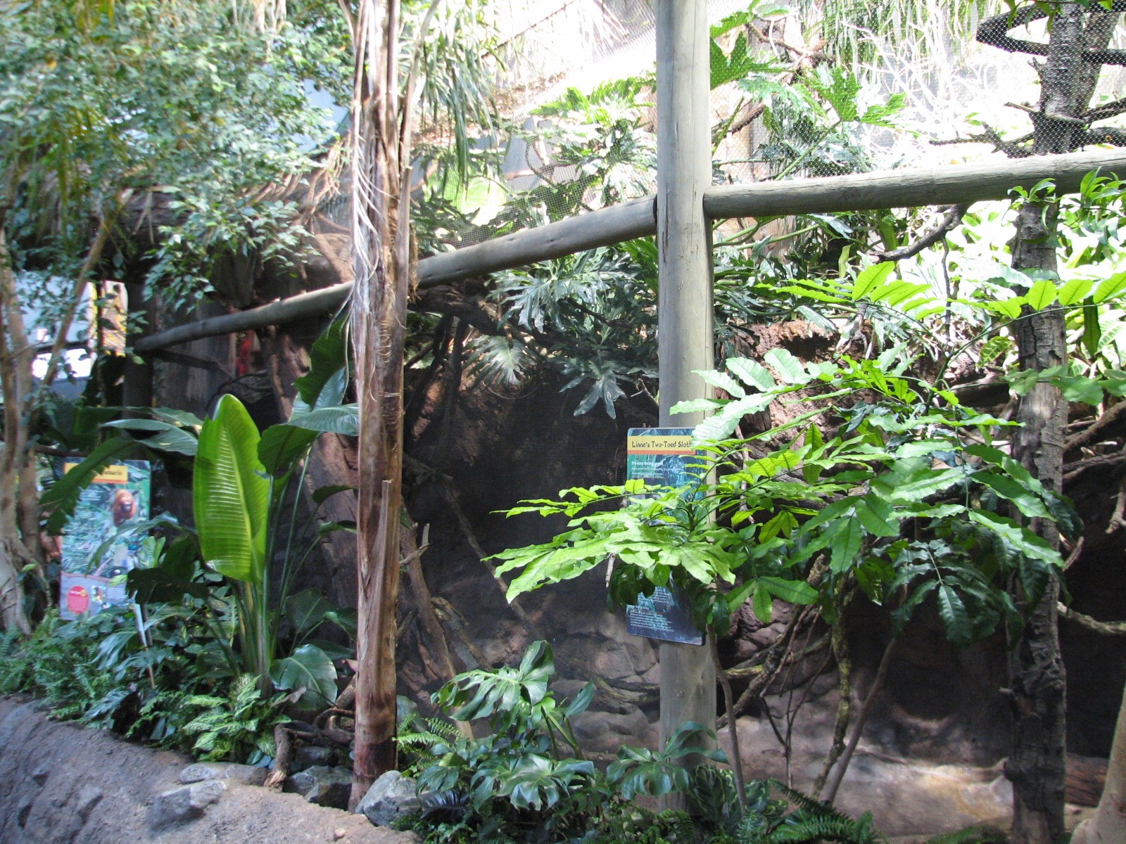 Tropics Trail - Red-rumped Agouti, Linnes Two-toed Sloth, Golden Lion Tamar