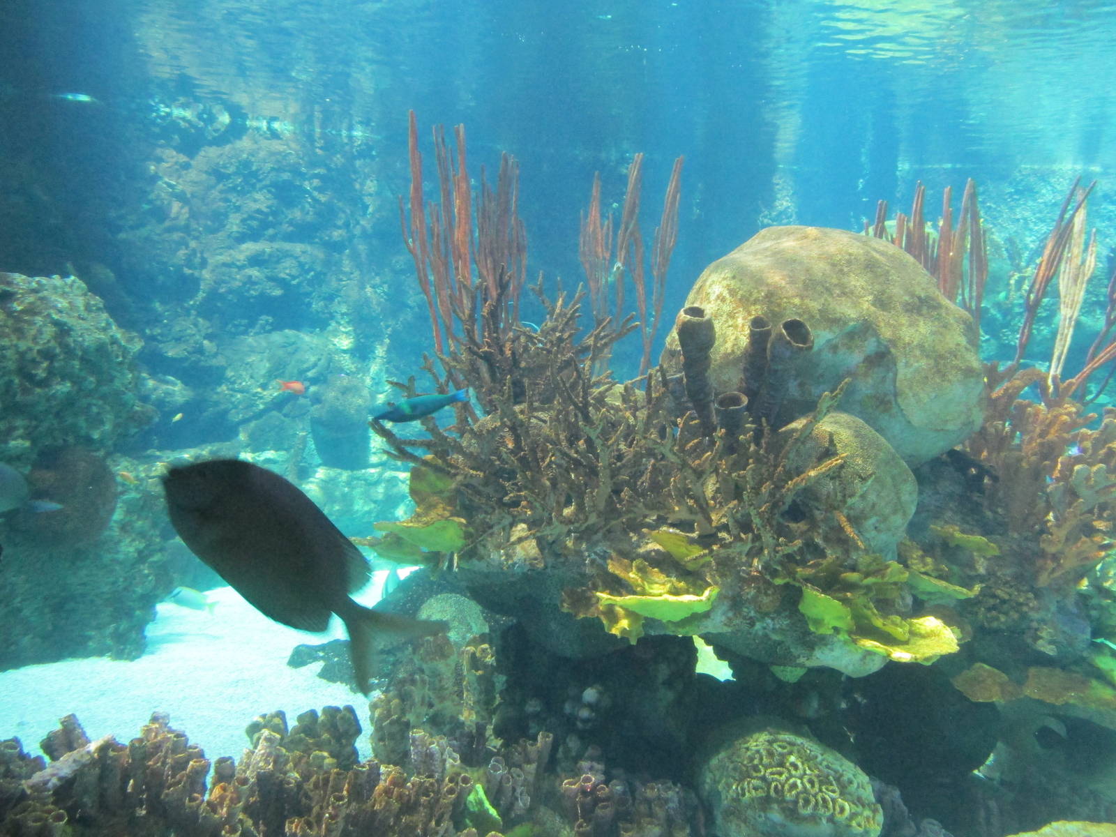 Tropics Trail Reef Underwater Viewing