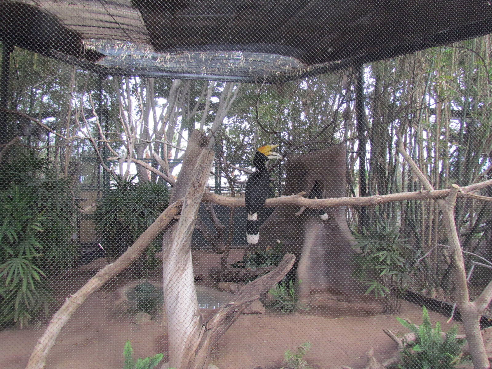 Tropics Trail - Rhinoceros Hornbill Exhibit