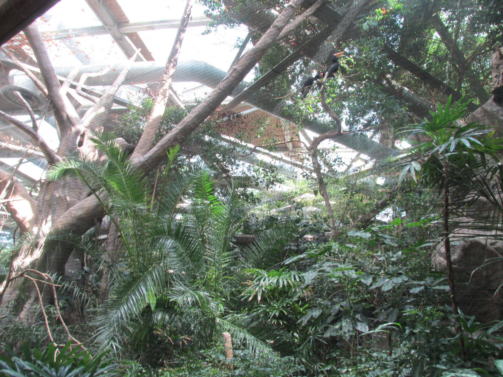 Tropics Trail Rhinoceros Hornbill Exhibit