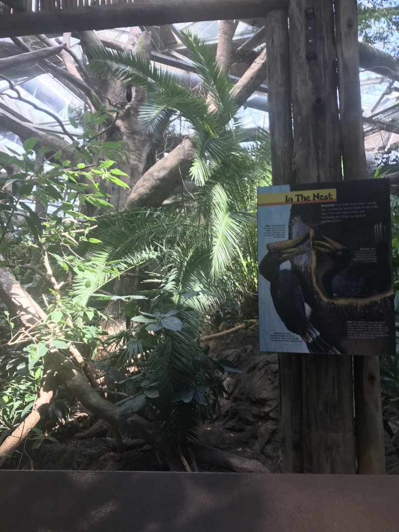 Tropics trail rhinoceros hornbill exhibit