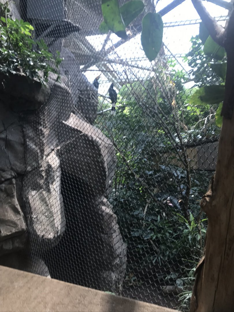 Tropics trail rhinoceros hornbill exhibit