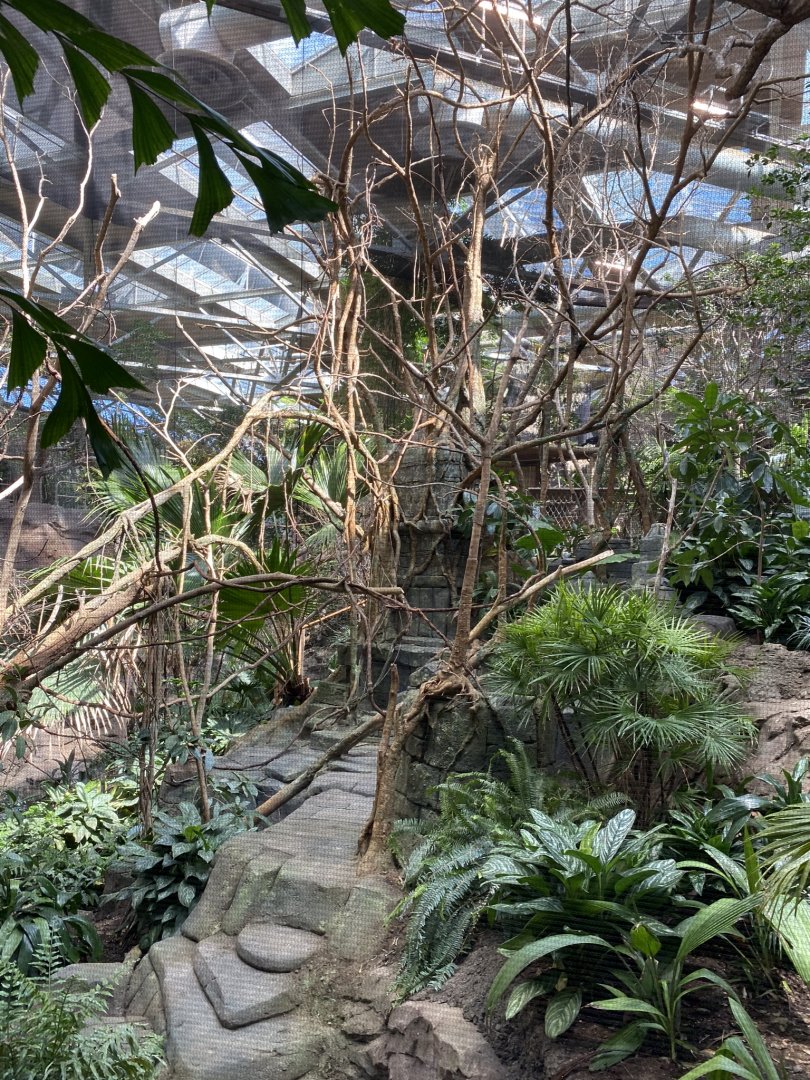 Tropics trail- rhinoceros hornbill exhibit