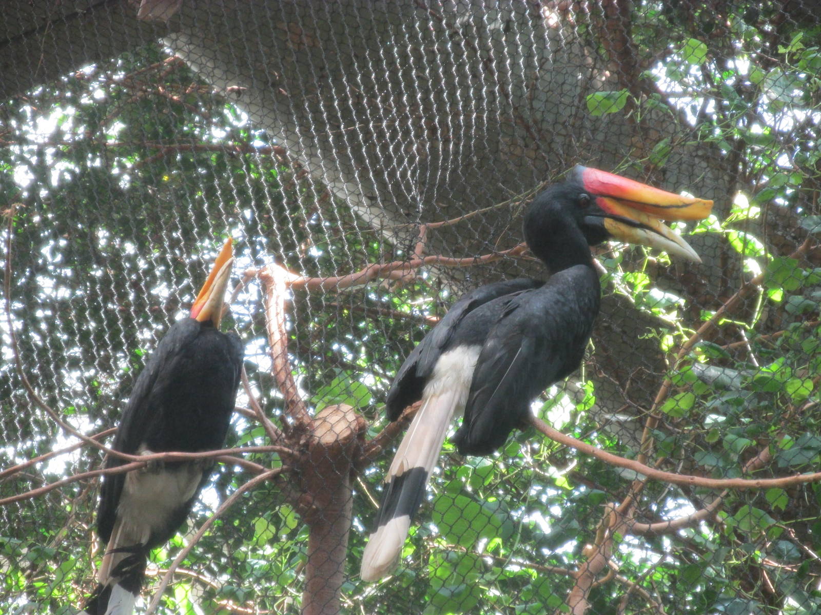 Tropics Trail Rhinoceros Hornbill