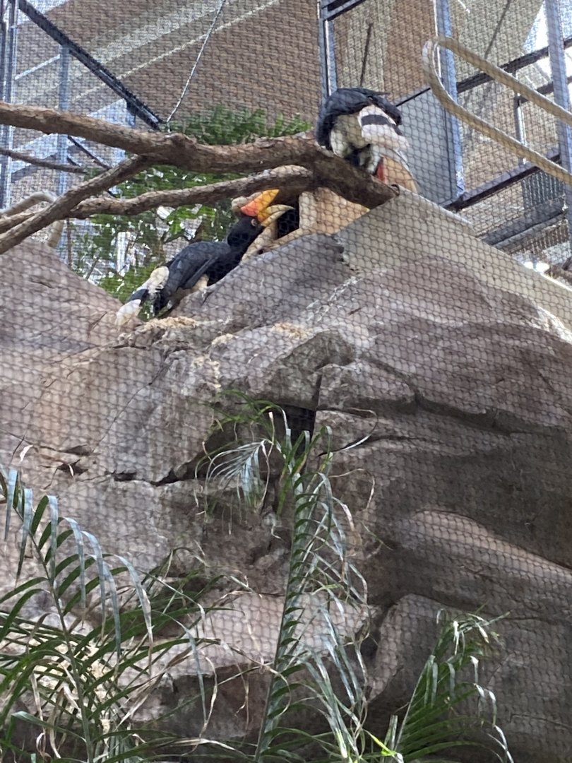 Tropics trail- rhinoceros hornbills