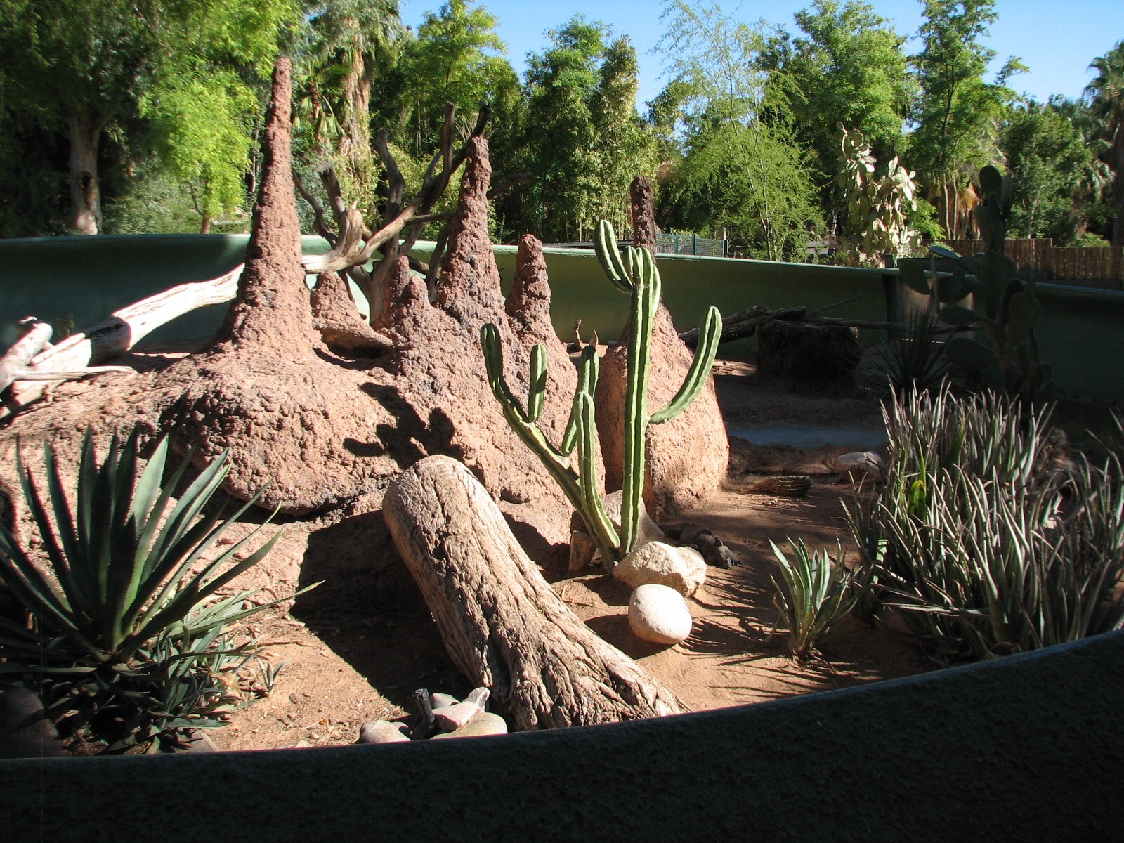 Tropics Trail - Rhinoceros Iguana Exhibit