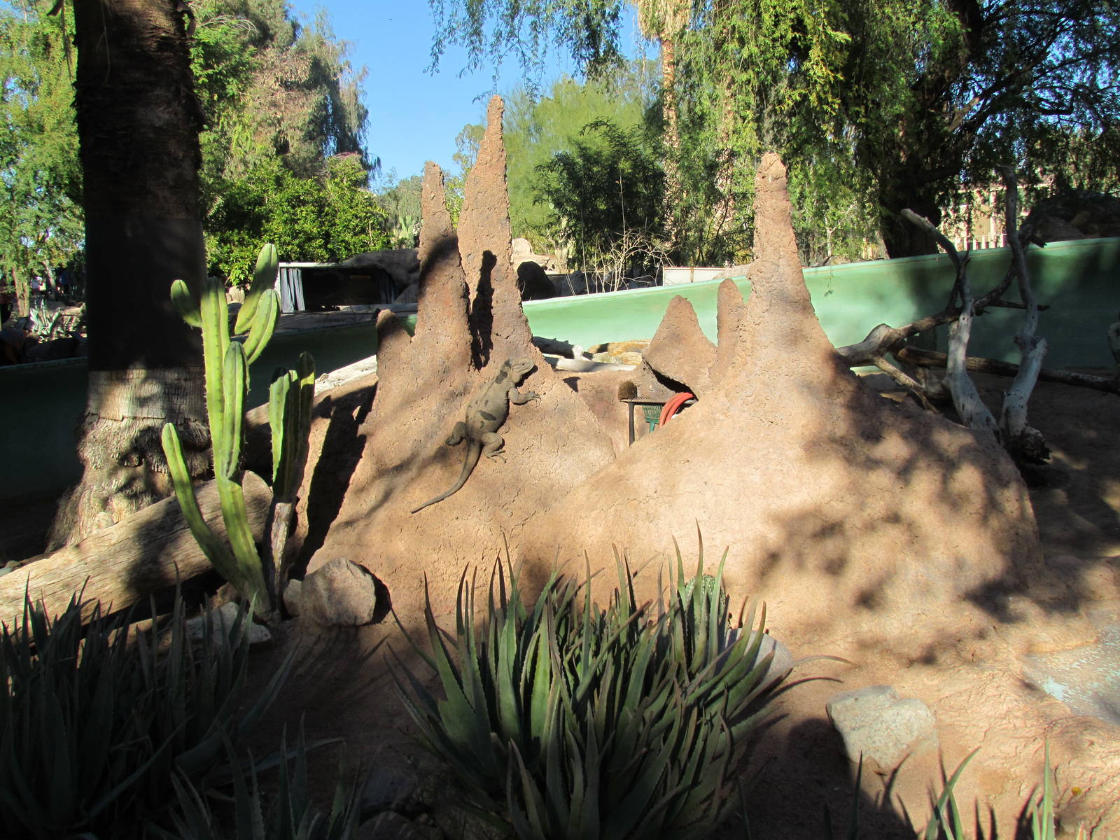 Tropics Trail - Rhinoceros Iguana Exhibit