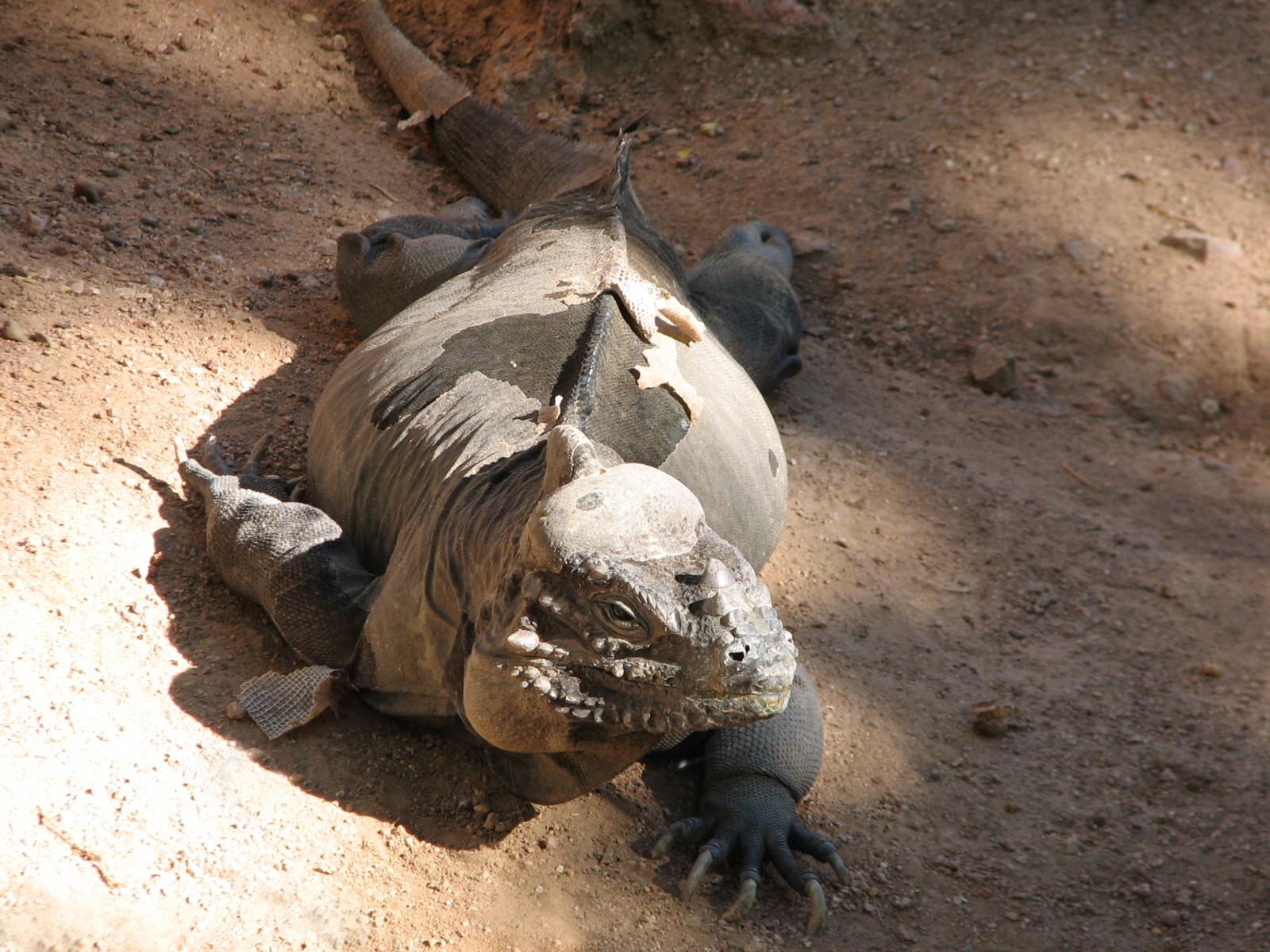 Tropics Trail - Rhinoceros Iguana