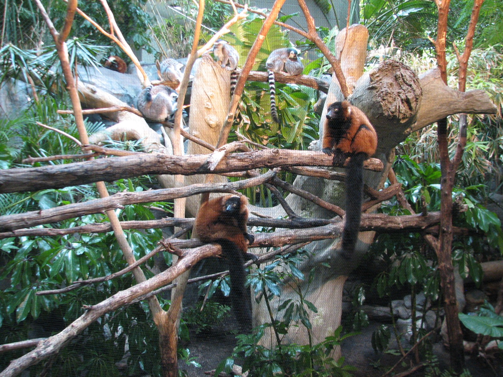 Tropics Trail - Ring-tailed and Red-ruffed Lemurs Exhibit
