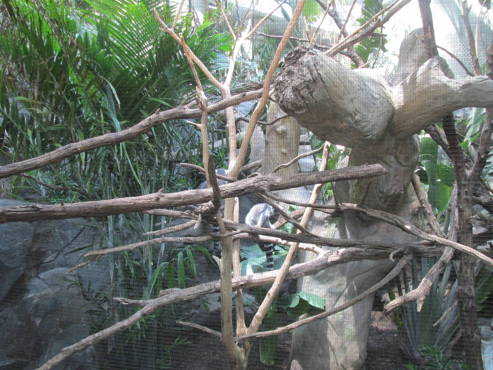 Tropics Trail Ring-tailed Lemur Exhibit