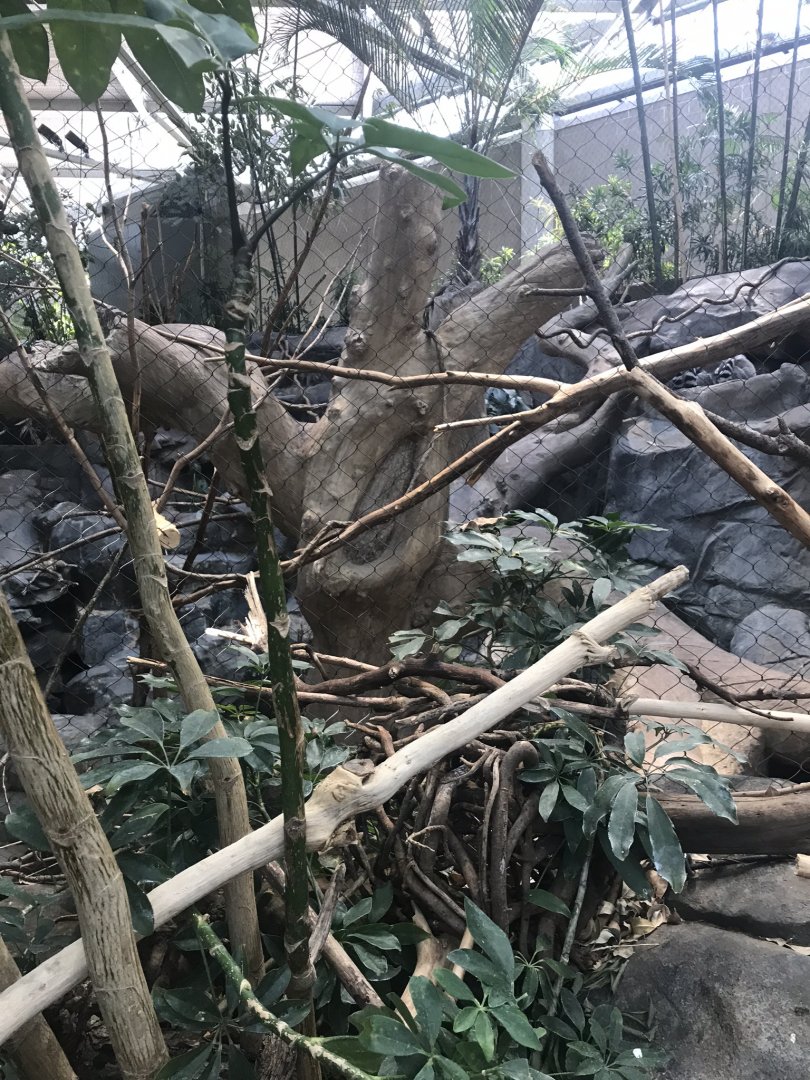 tropics trail ring tailed lemur exhibit