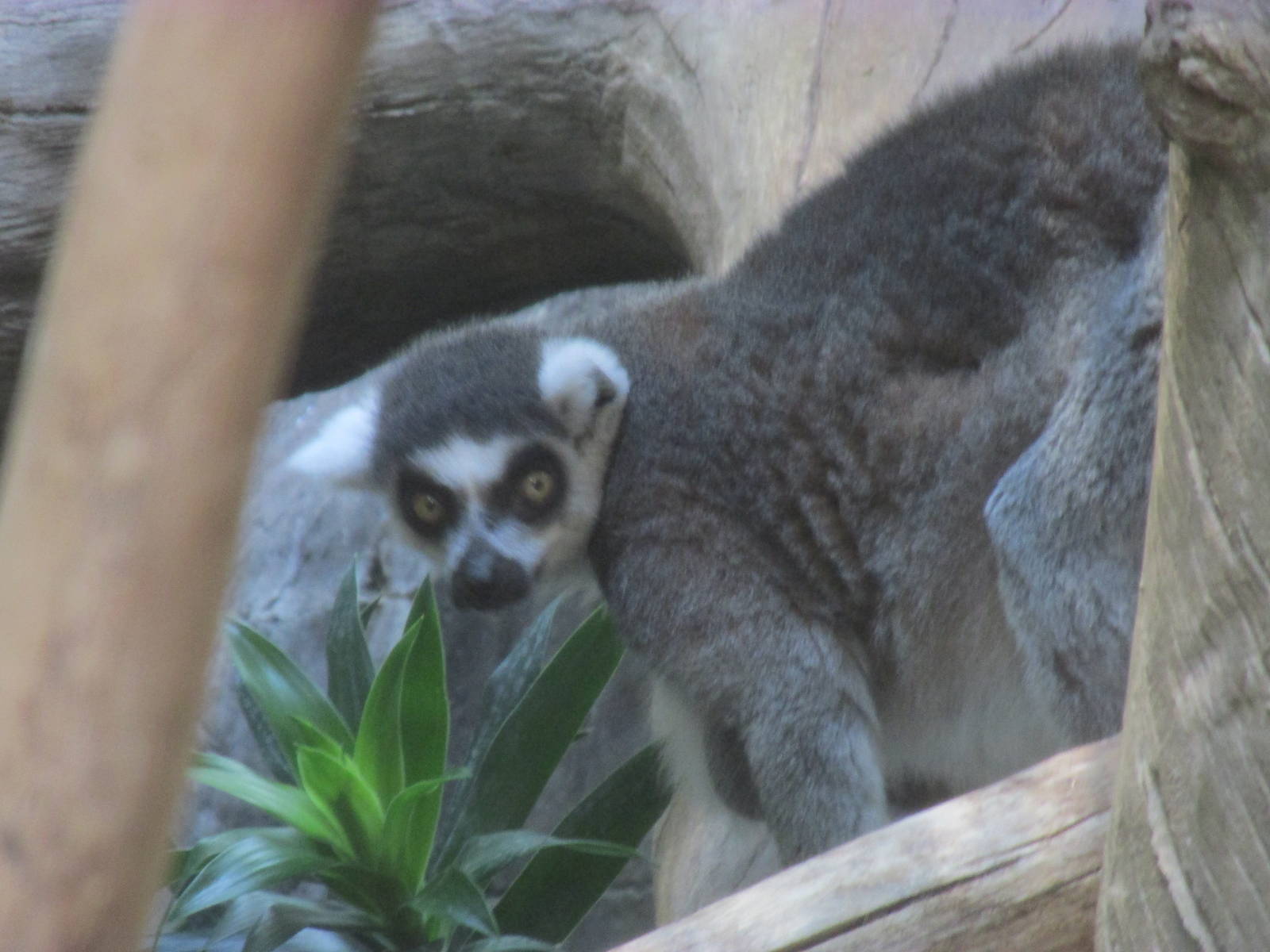 Tropics Trail Ring-tailed Lemur