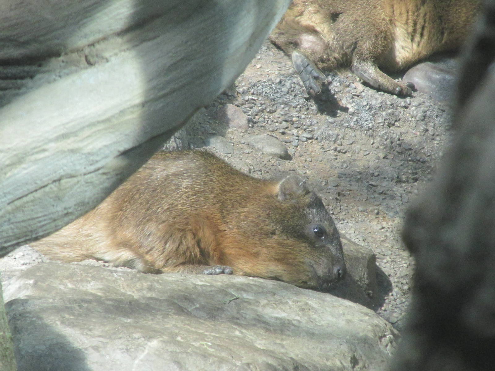 Tropics Trail Rock Hyrax