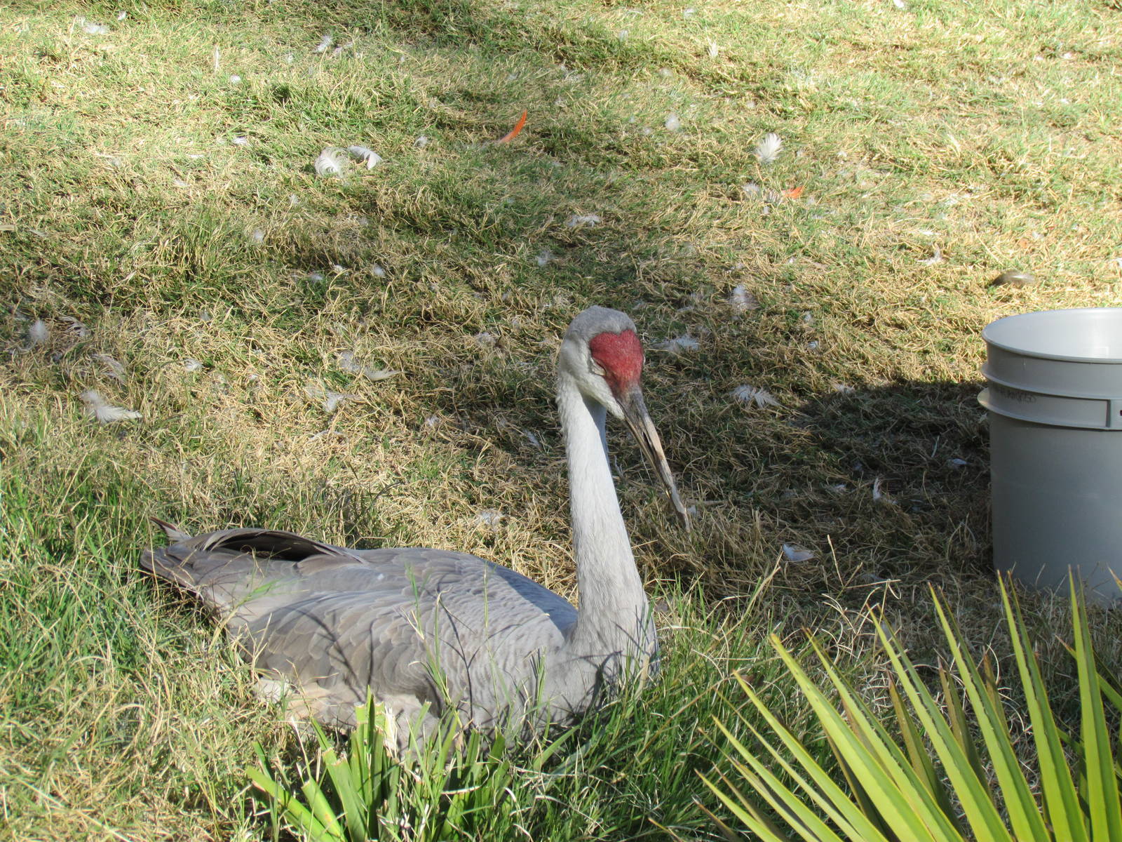 Tropics Trail - Sandhill Crane