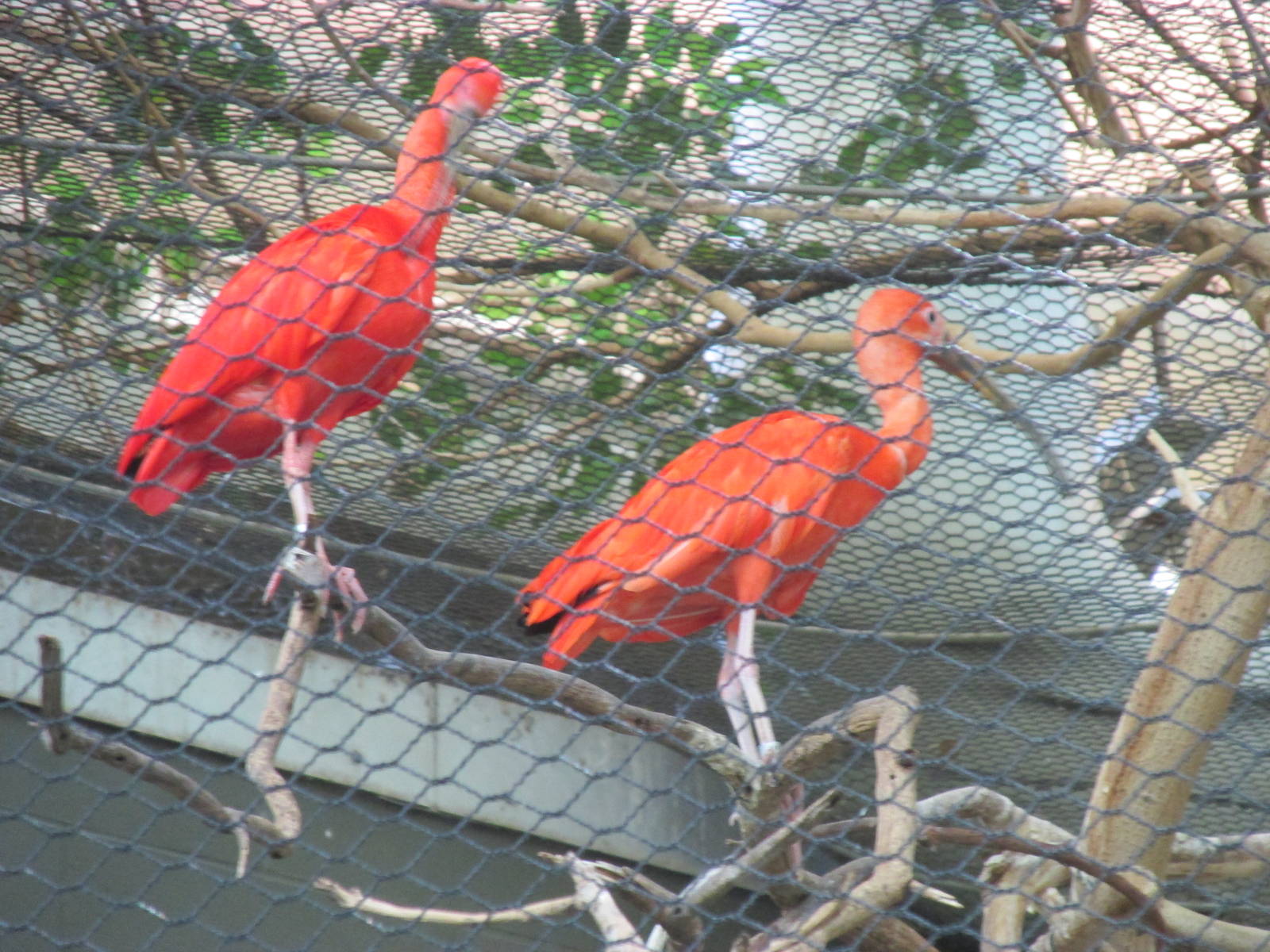 Tropics Trail Scarlet Ibis