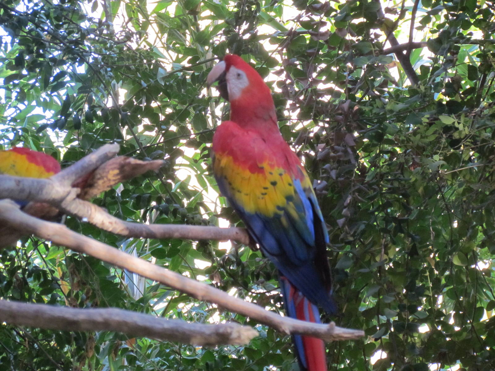 Tropics Trail - Scarlet Macaw