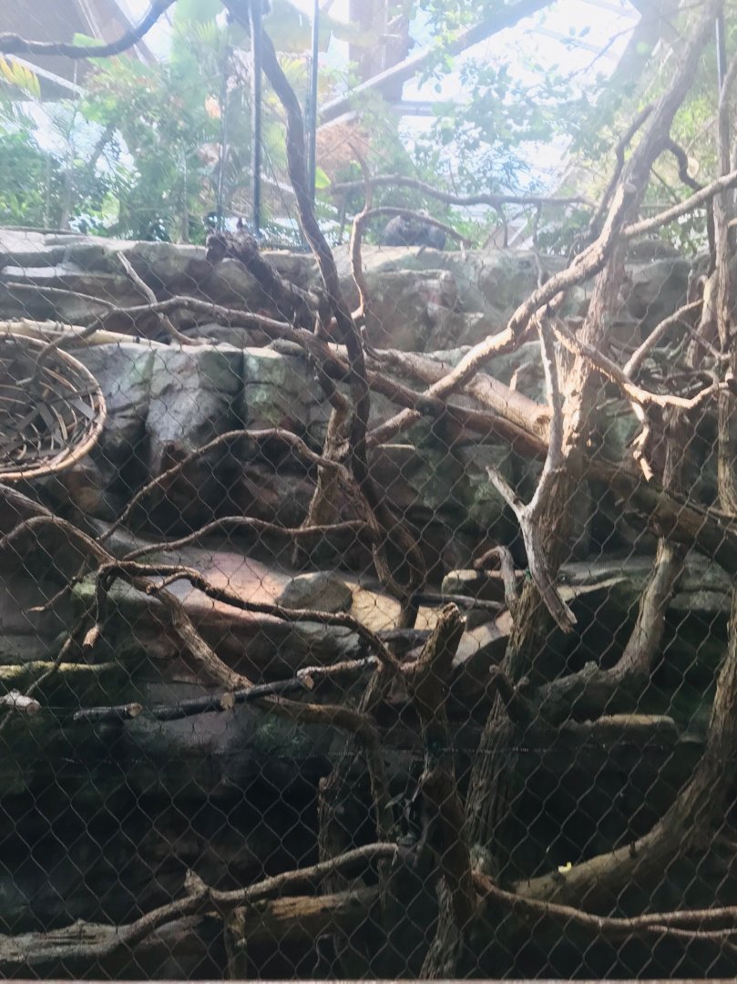 Tropics trail silver leaf langur exhibit