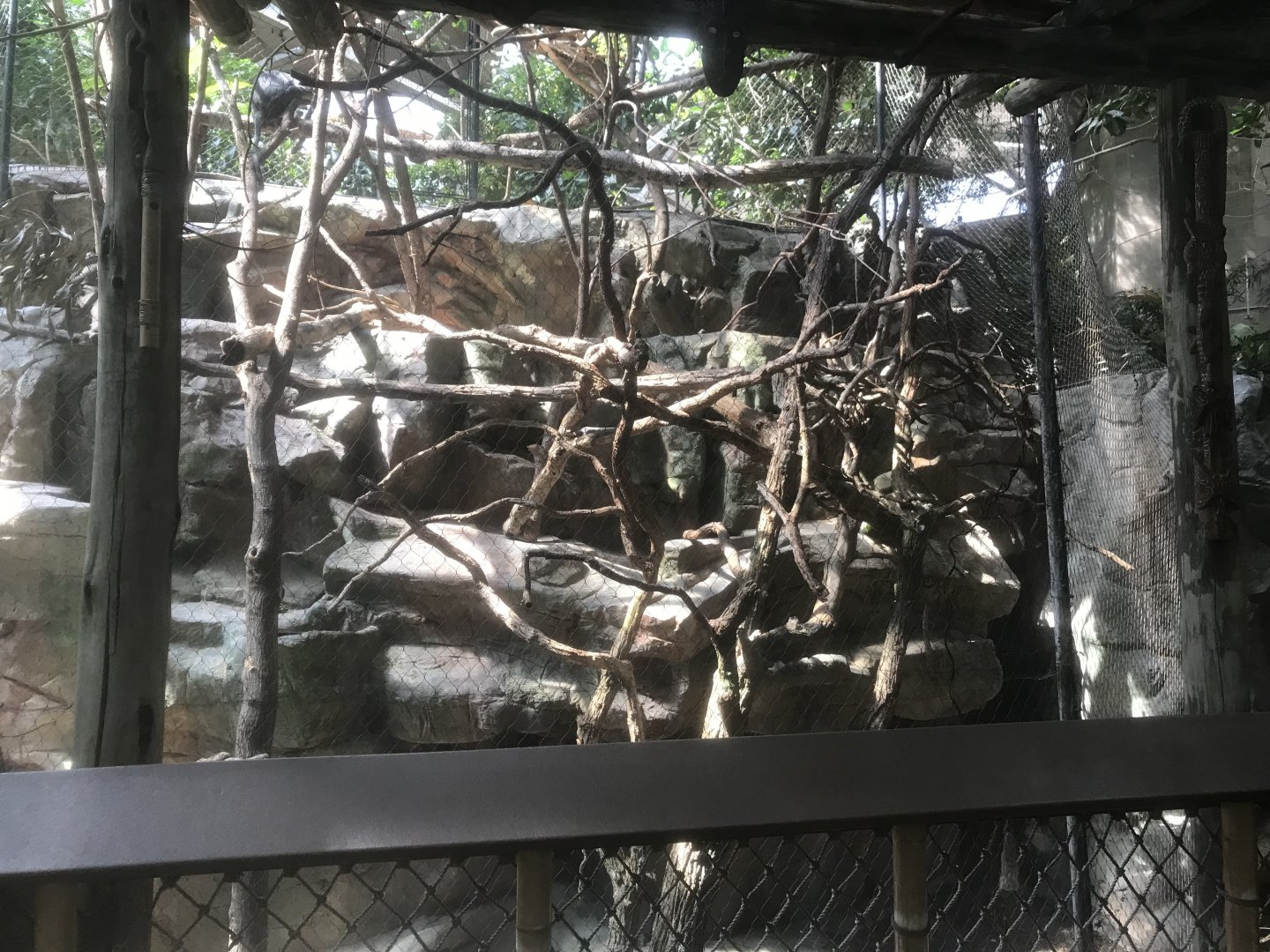 Tropics Trail - Silvery Langur Exhibit