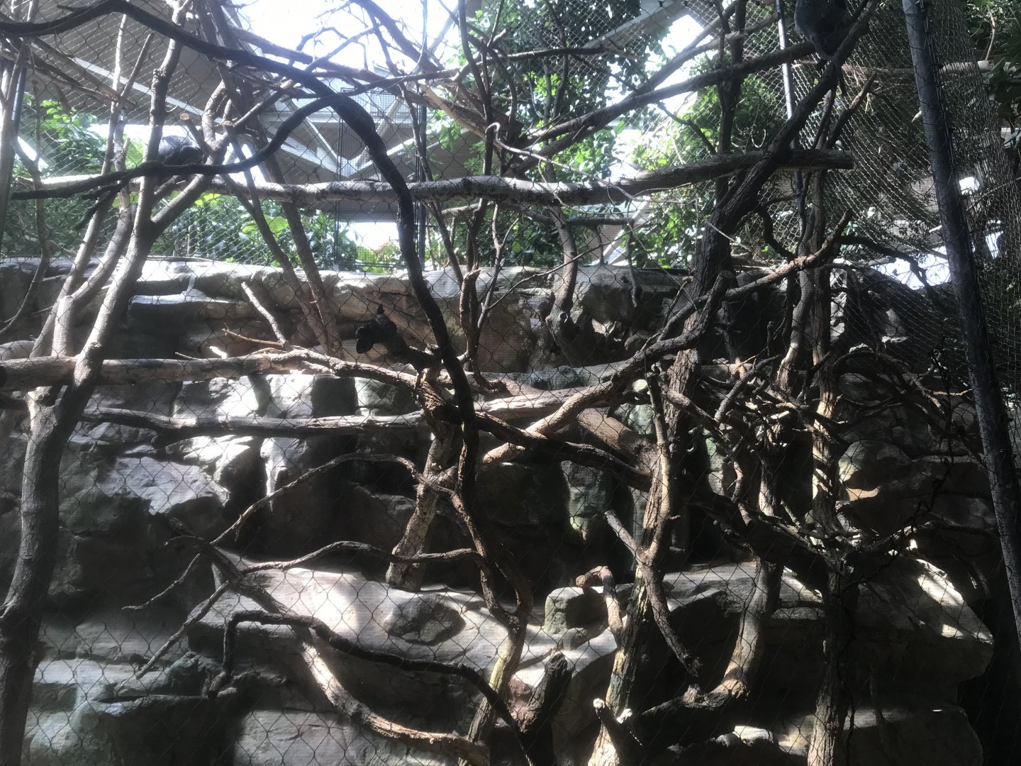 Tropics Trail - Silvery Langur Exhibit