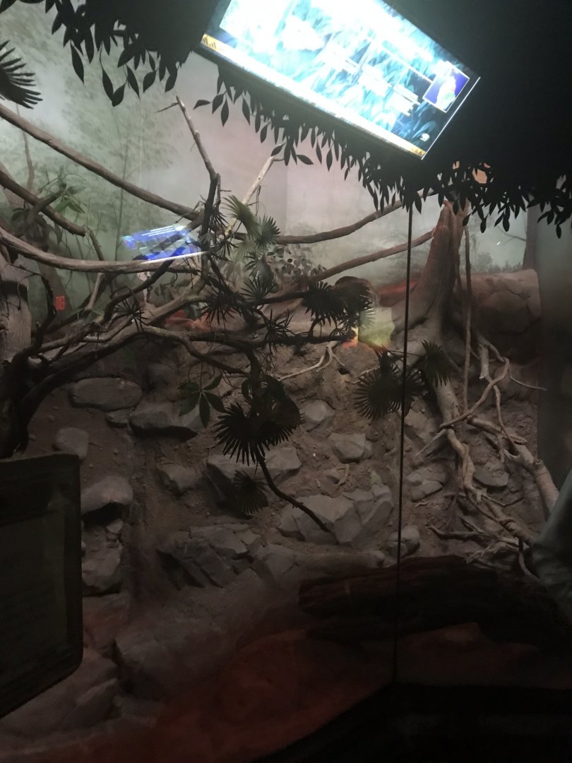 Tropics trail sloth and chinchilla exhibit