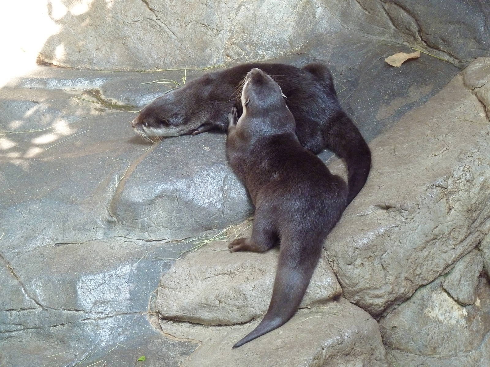 Tropics Trail - Small-Clawed Otters