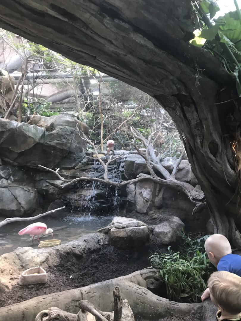 Tropics trail South American aviary