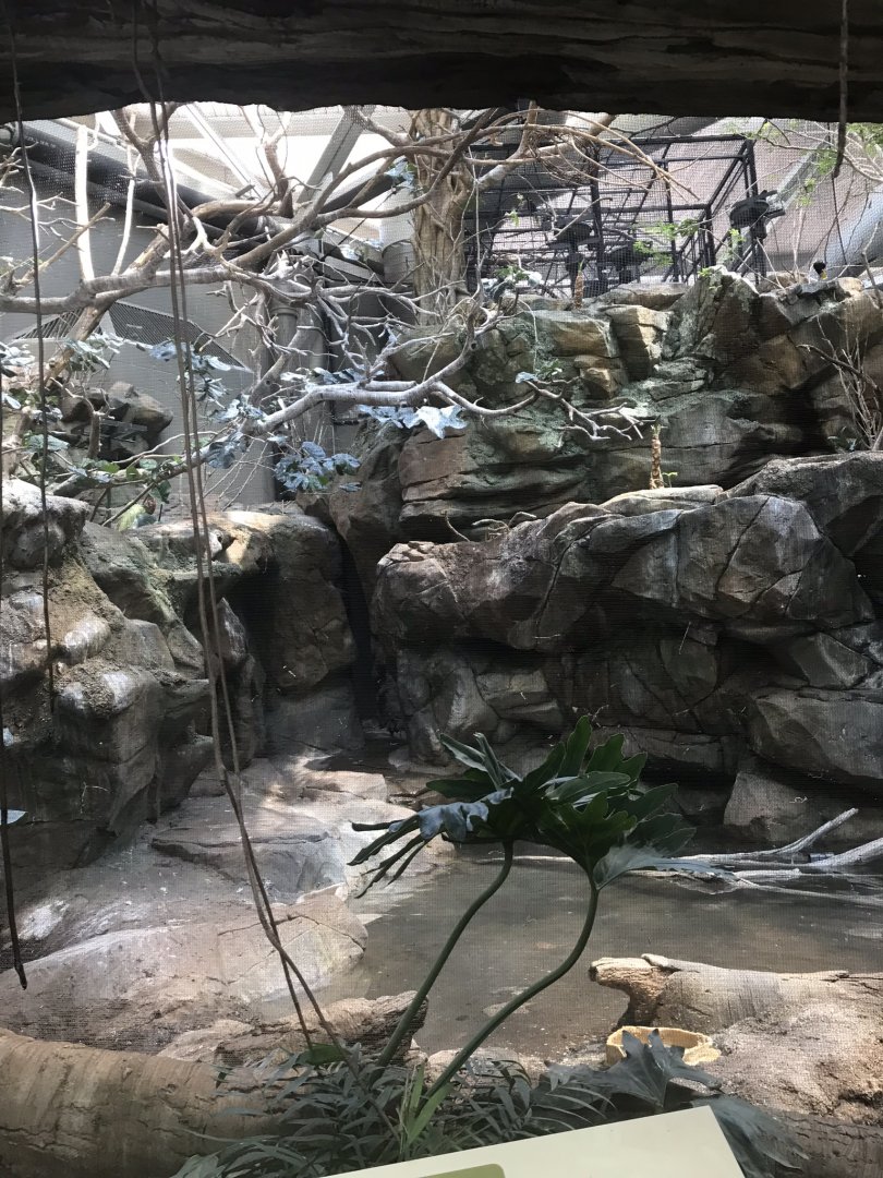 Tropics trail South American aviary