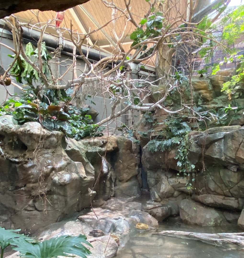 Tropics trail- South American aviary