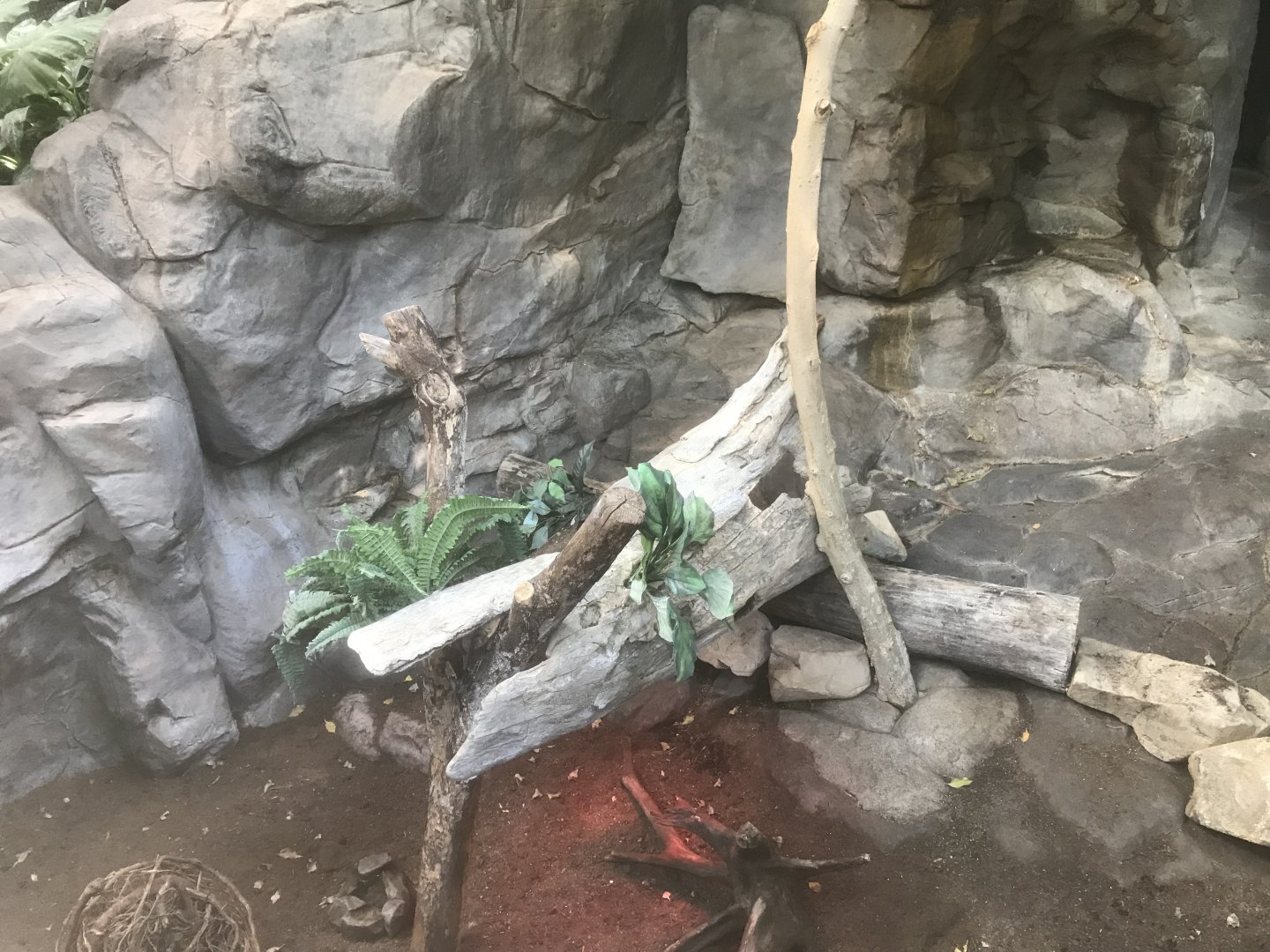 Tropics Trail - Southern Three-Banded Armadillo Exhibit