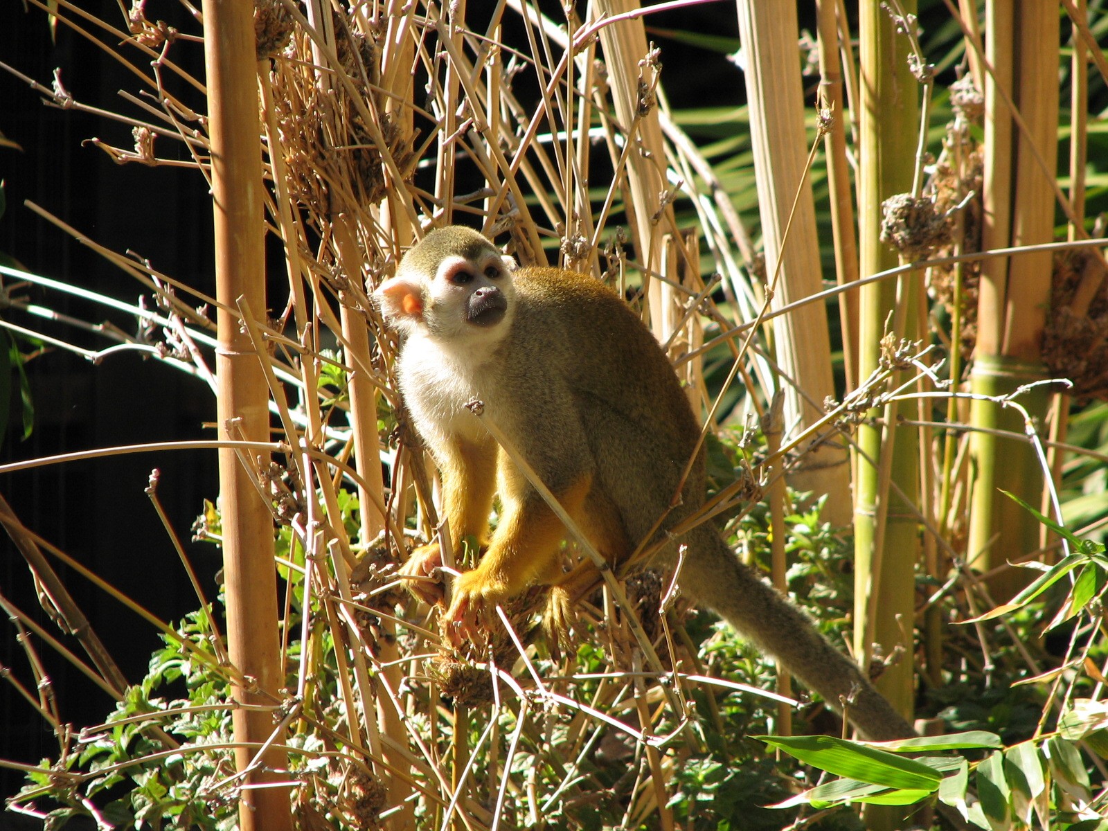 Tropics Trail - Squirrel Monkey in Monkey Village