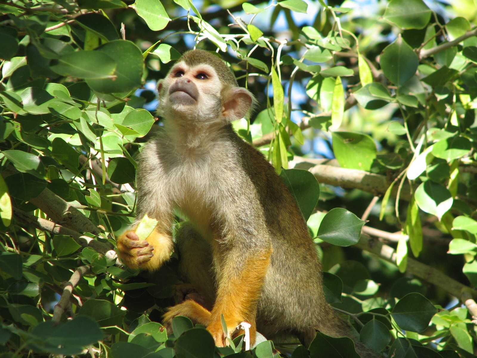 Tropics Trail - Squirrel Monkey in Monkey Village