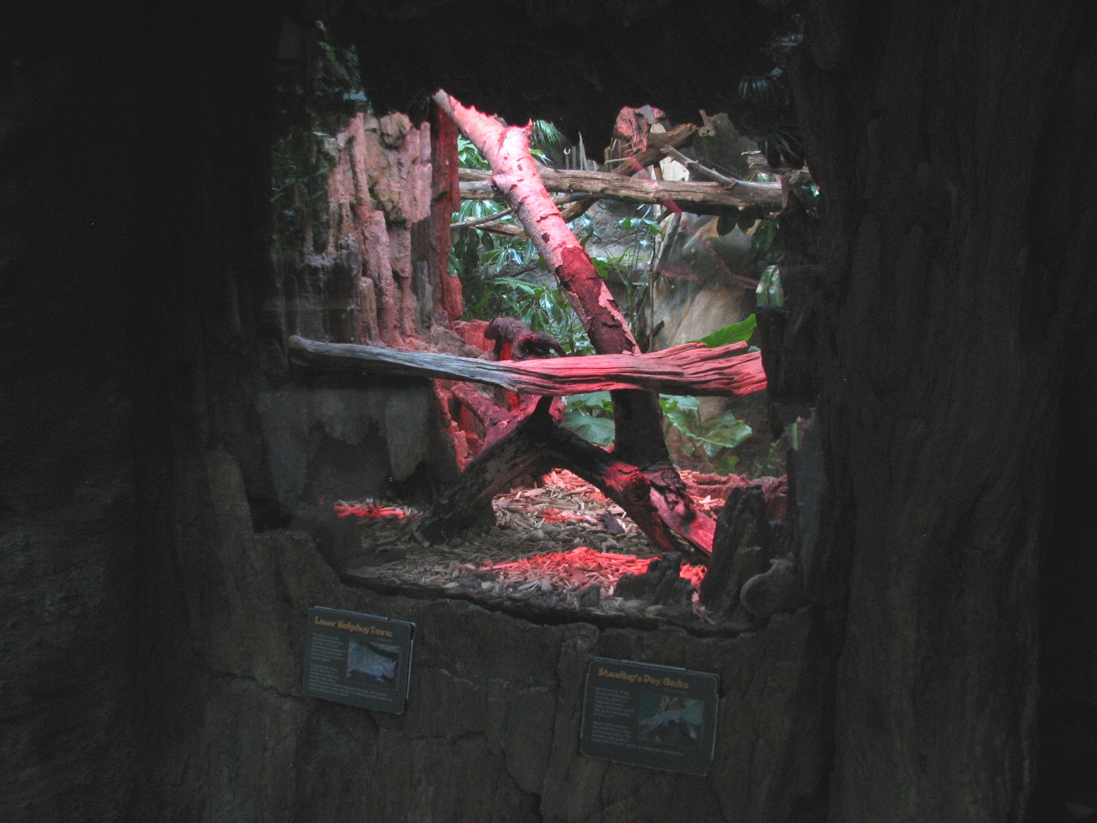 Tropics Trail - Standings Day Gecko and Lesser Hedgehog Tenrec Exhibit