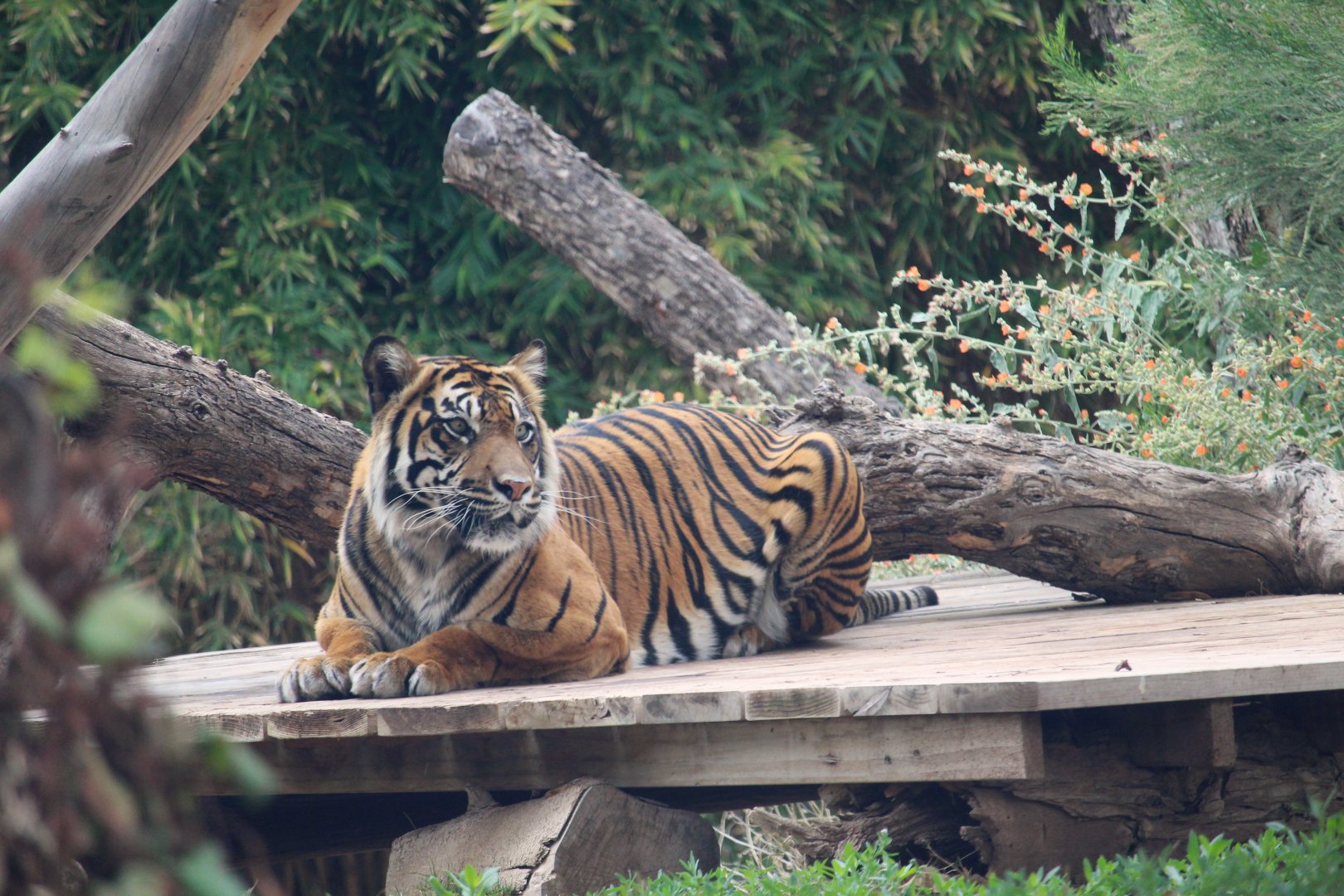Tropics Trail - Sunda Island Tiger